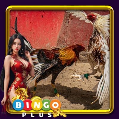 Cockfight Betting - Guide To Bingoplus Online Experience